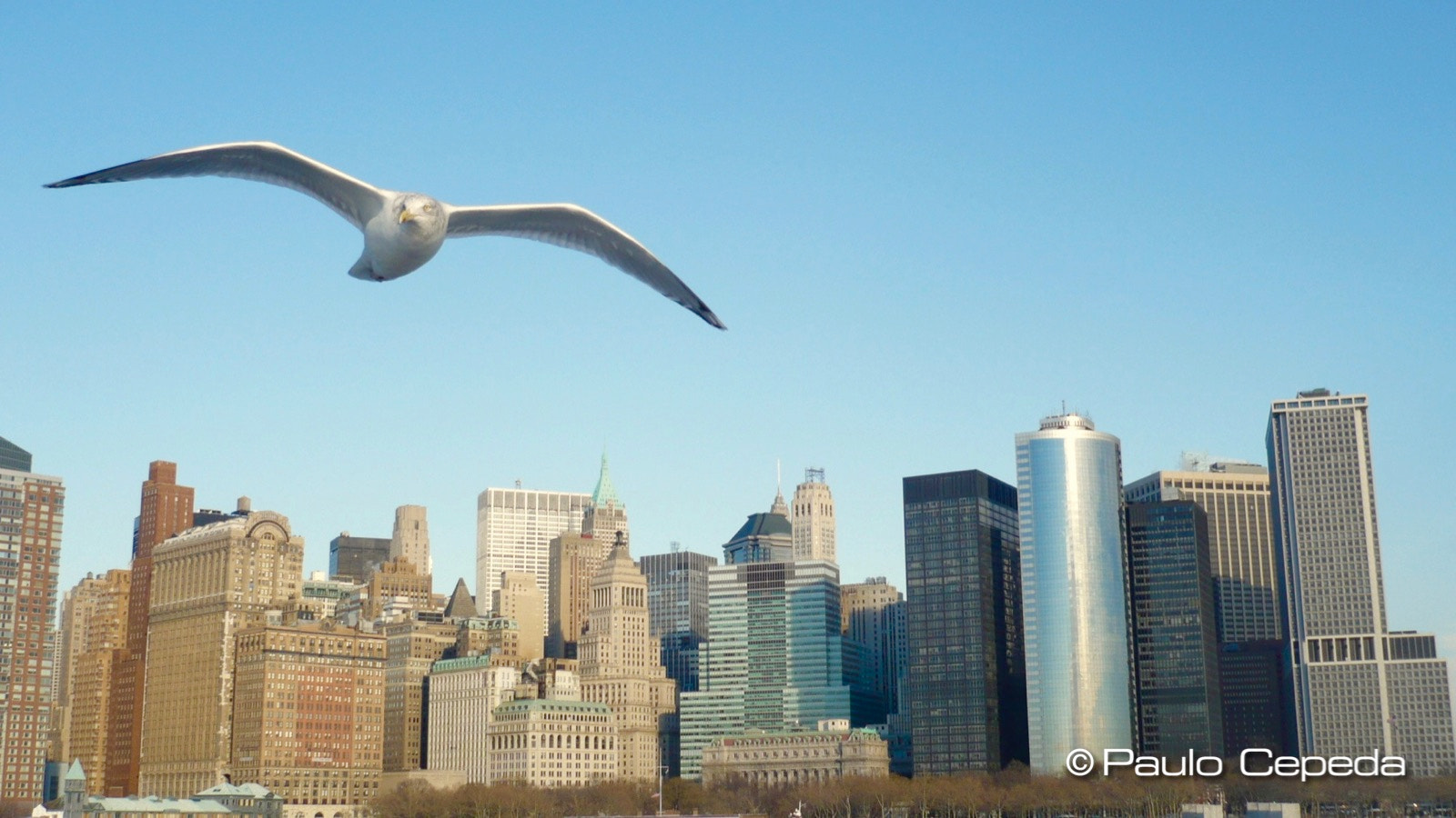 Panasonic DMC-FX12 sample photo. Seagull over hudson river nyc photography