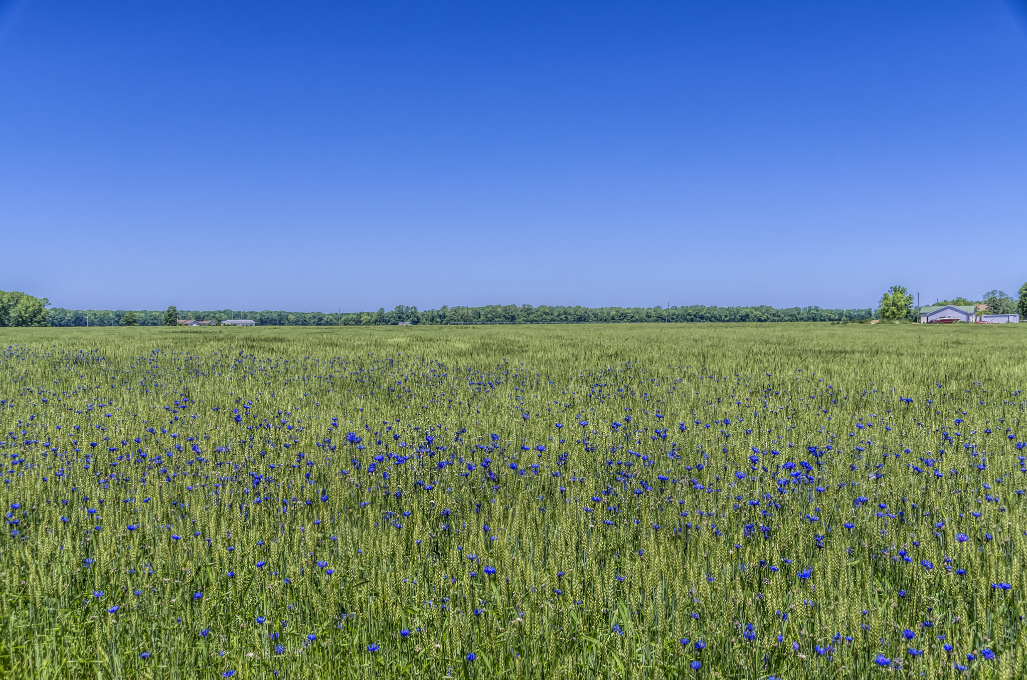 Pentax K-5 + Sigma 18-250mm F3.5-6.3 DC Macro OS HSM sample photo. Winter wheat and spring flowers... photography