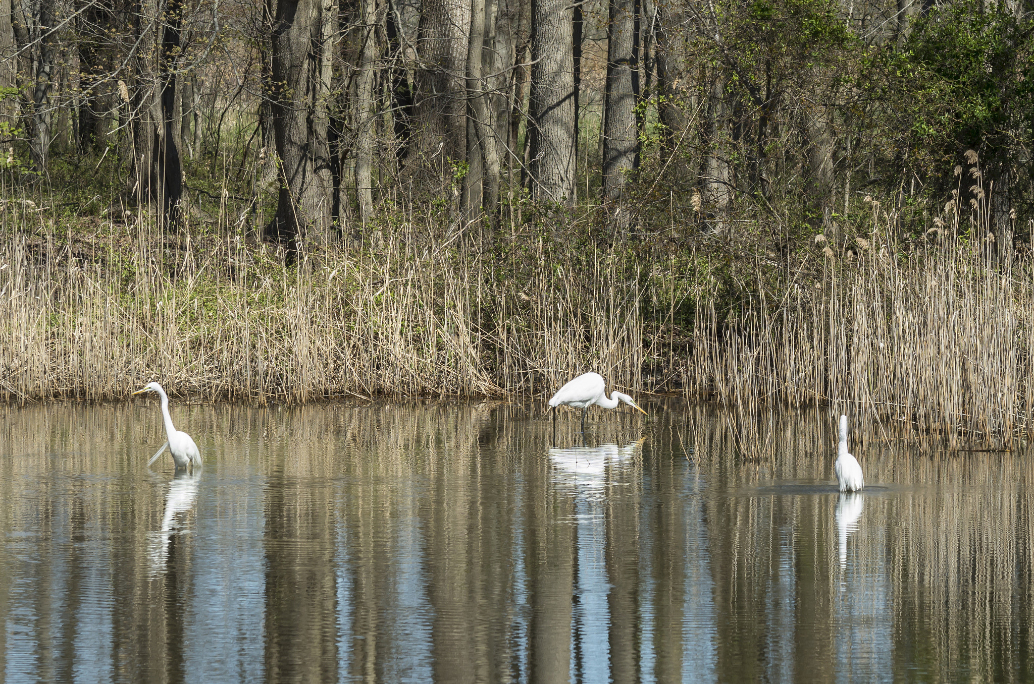 Pentax K-5 IIs sample photo. Three herons photography
