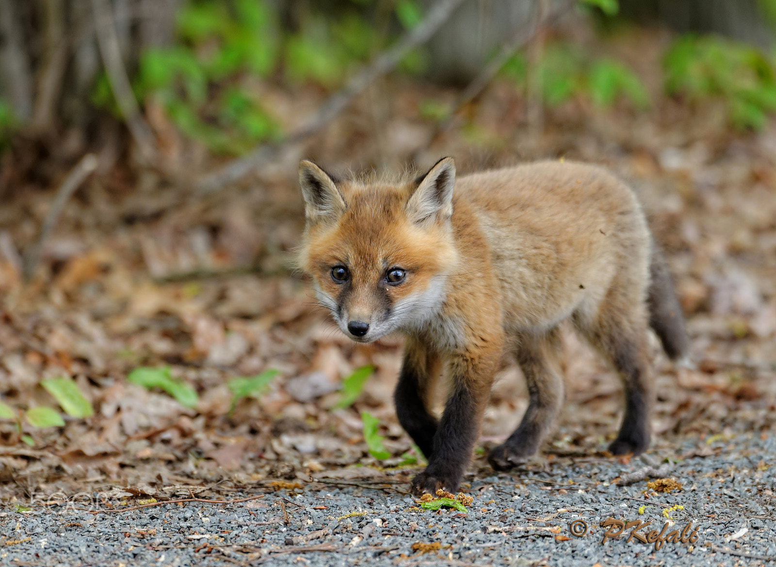 Nikon D600 sample photo. Fox kit - in the woods photography