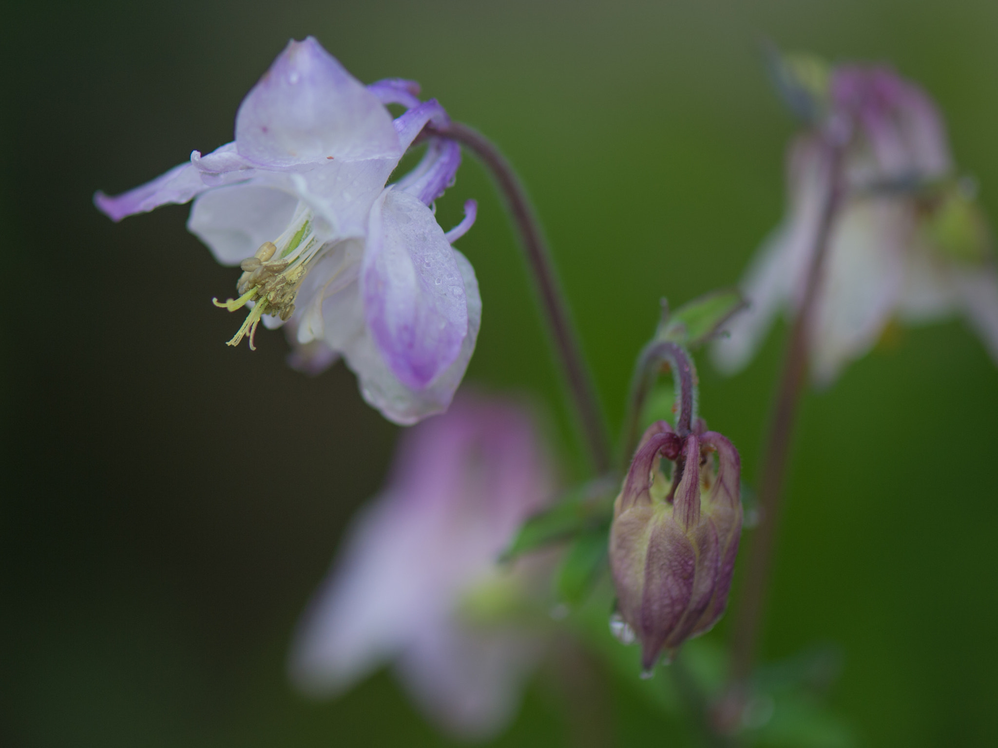 Nikon Df sample photo. Columbine photography