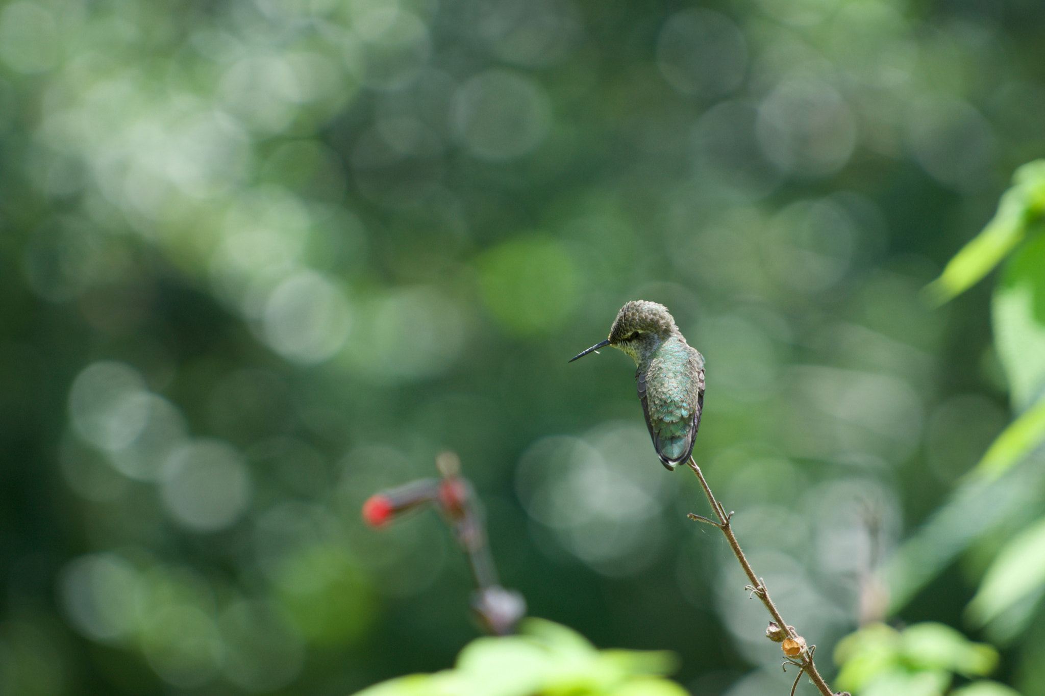 Sony a6000 + Sony FE 70-200mm F4 G OSS sample photo. Hummingbird in bokeh photography