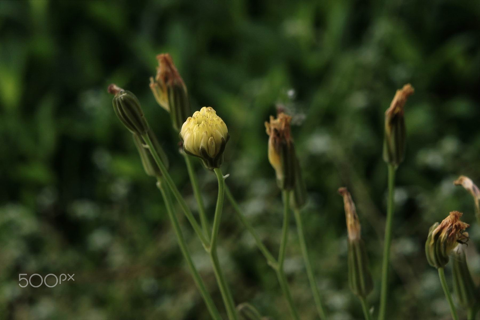Sony NEX-5C sample photo. 野花小品 7 photography