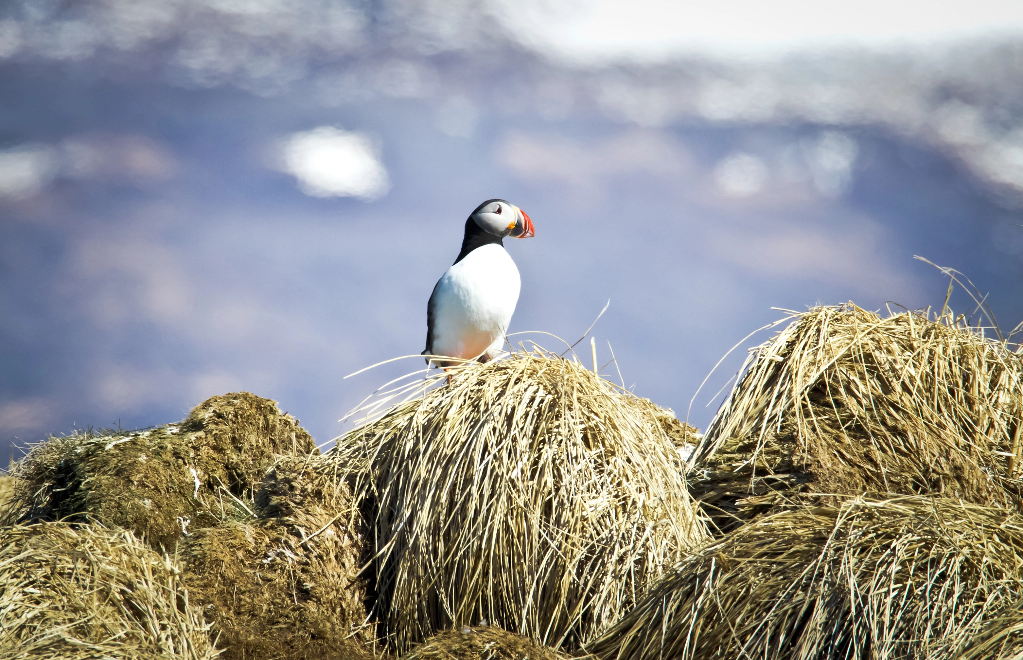 Tamron SP 150-600mm F5-6.3 Di VC USD sample photo. Fratercula arctica photography