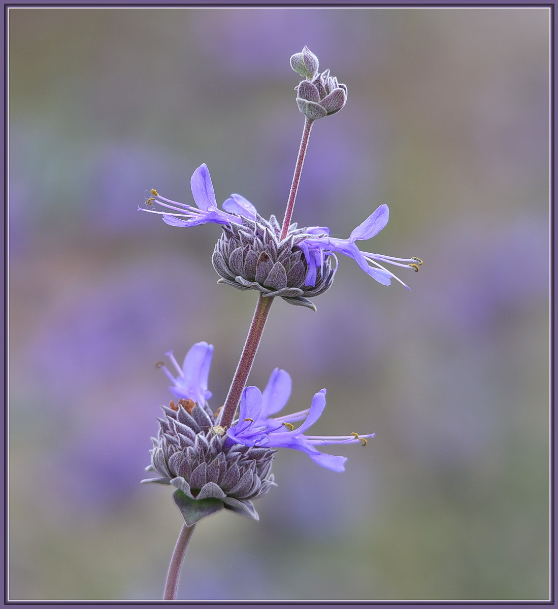 Sigma 120-400mm F4.5-5.6 DG OS HSM sample photo. Wild purple chia flower photography