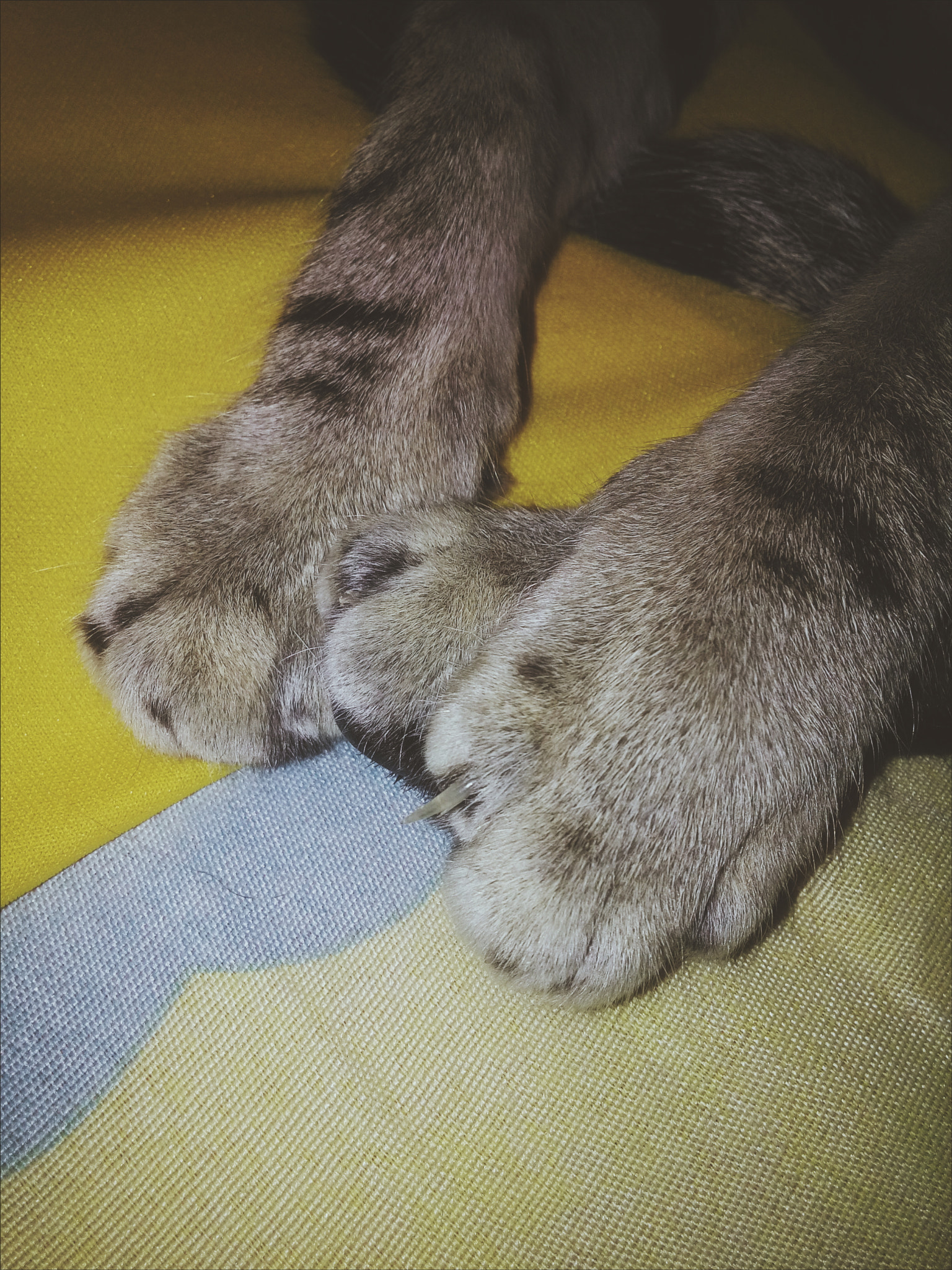 LG L Bello sample photo. Gatos 1/3 photography