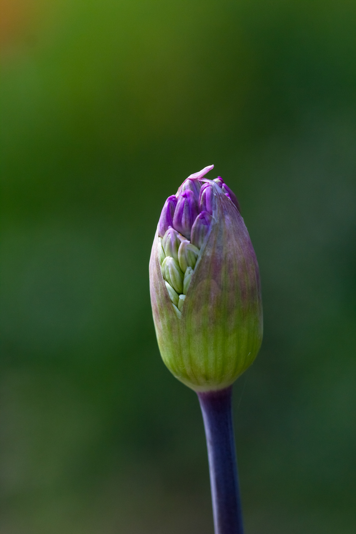 Canon EF 100mm F2.8 Macro USM sample photo. Chives! photography