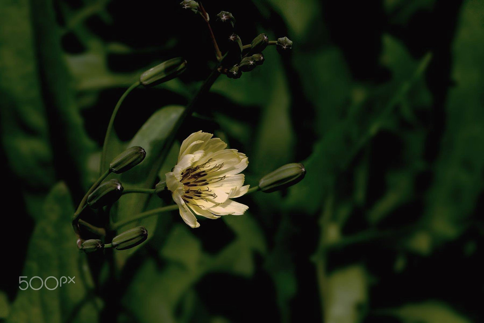 Sony NEX-5C sample photo. 野花小品 8 photography