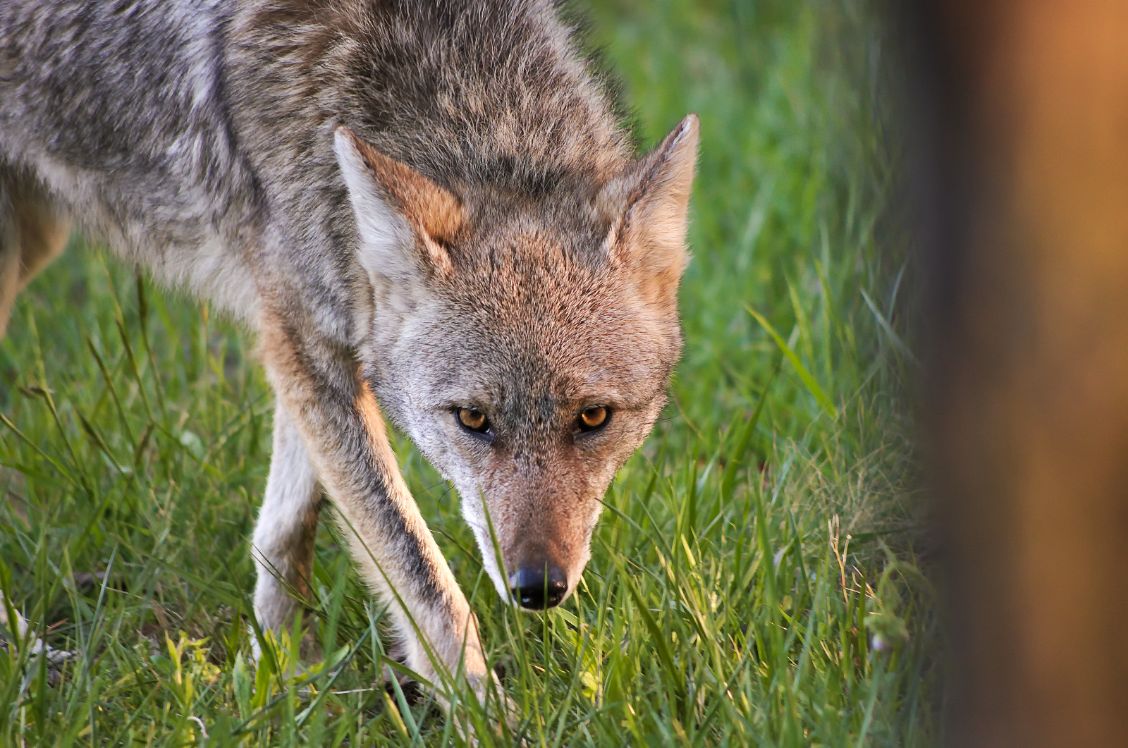 HD Pentax DA 55-300mm F4.0-5.8 ED WR sample photo. Coyote photography