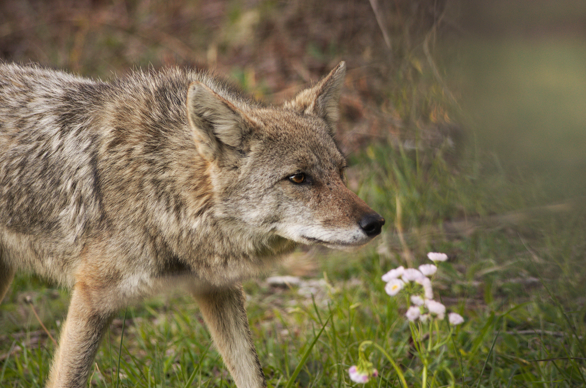 Pentax K-5 sample photo. Coyote photography