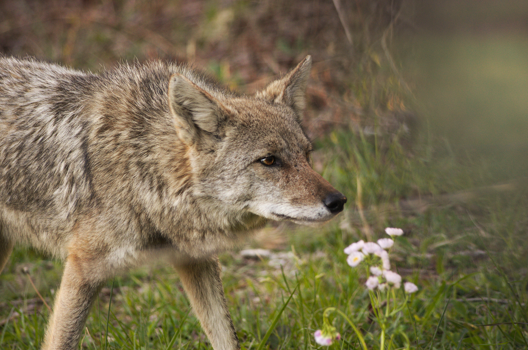 HD Pentax DA 55-300mm F4.0-5.8 ED WR sample photo. Coyote photography