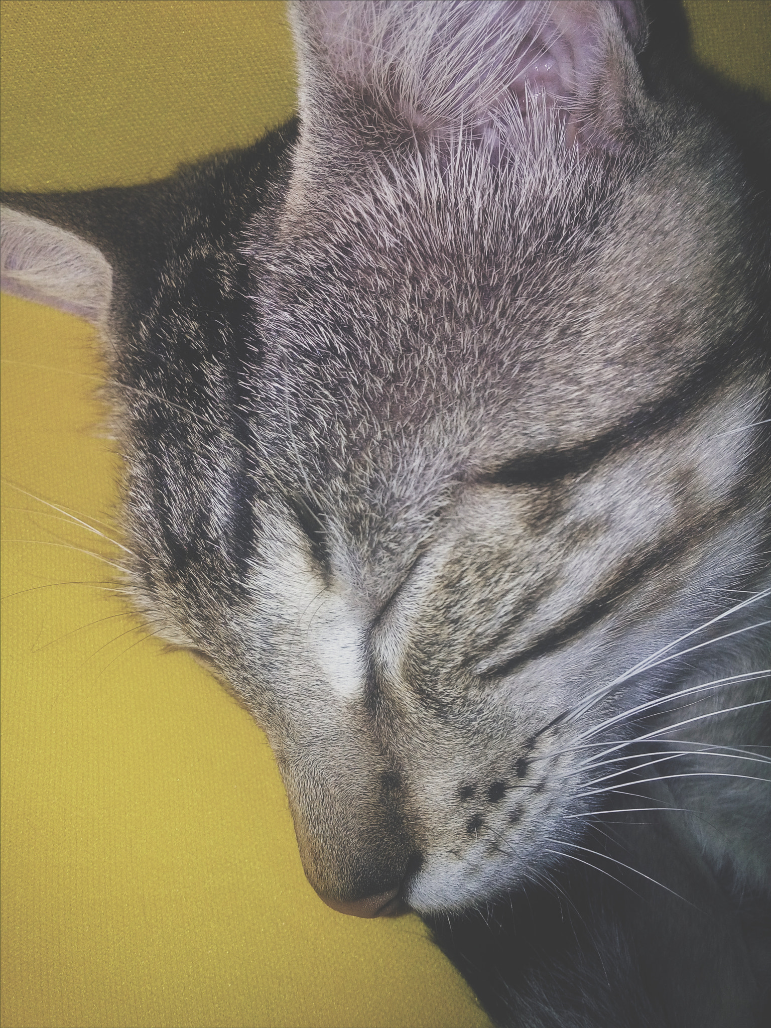 LG L Bello sample photo. Gatos 2/3 photography