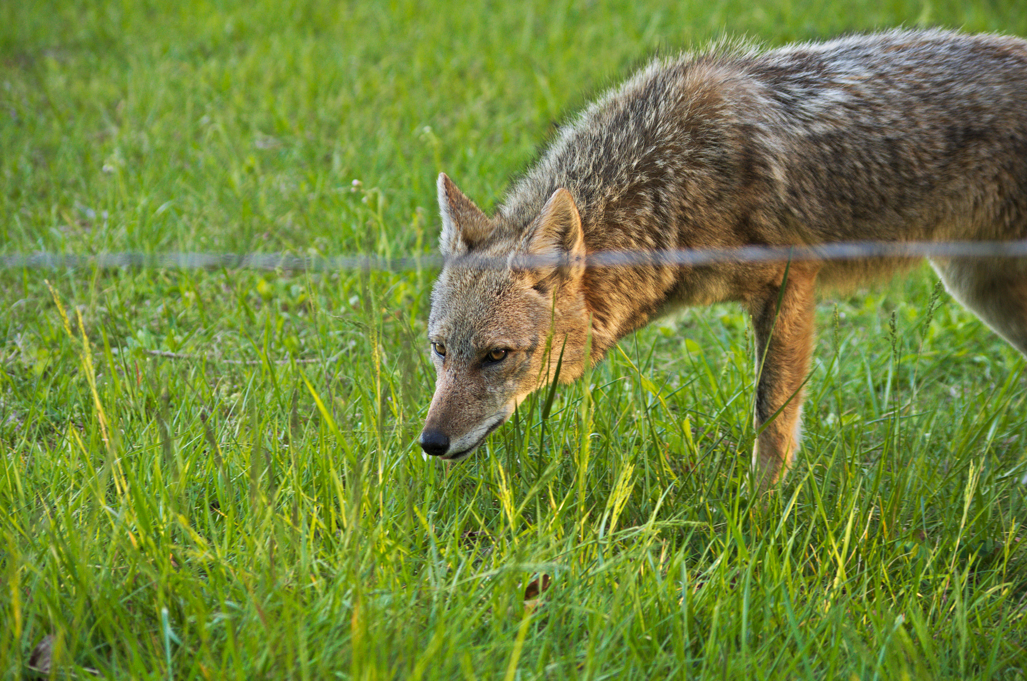 HD Pentax DA 55-300mm F4.0-5.8 ED WR sample photo. Coyote photography