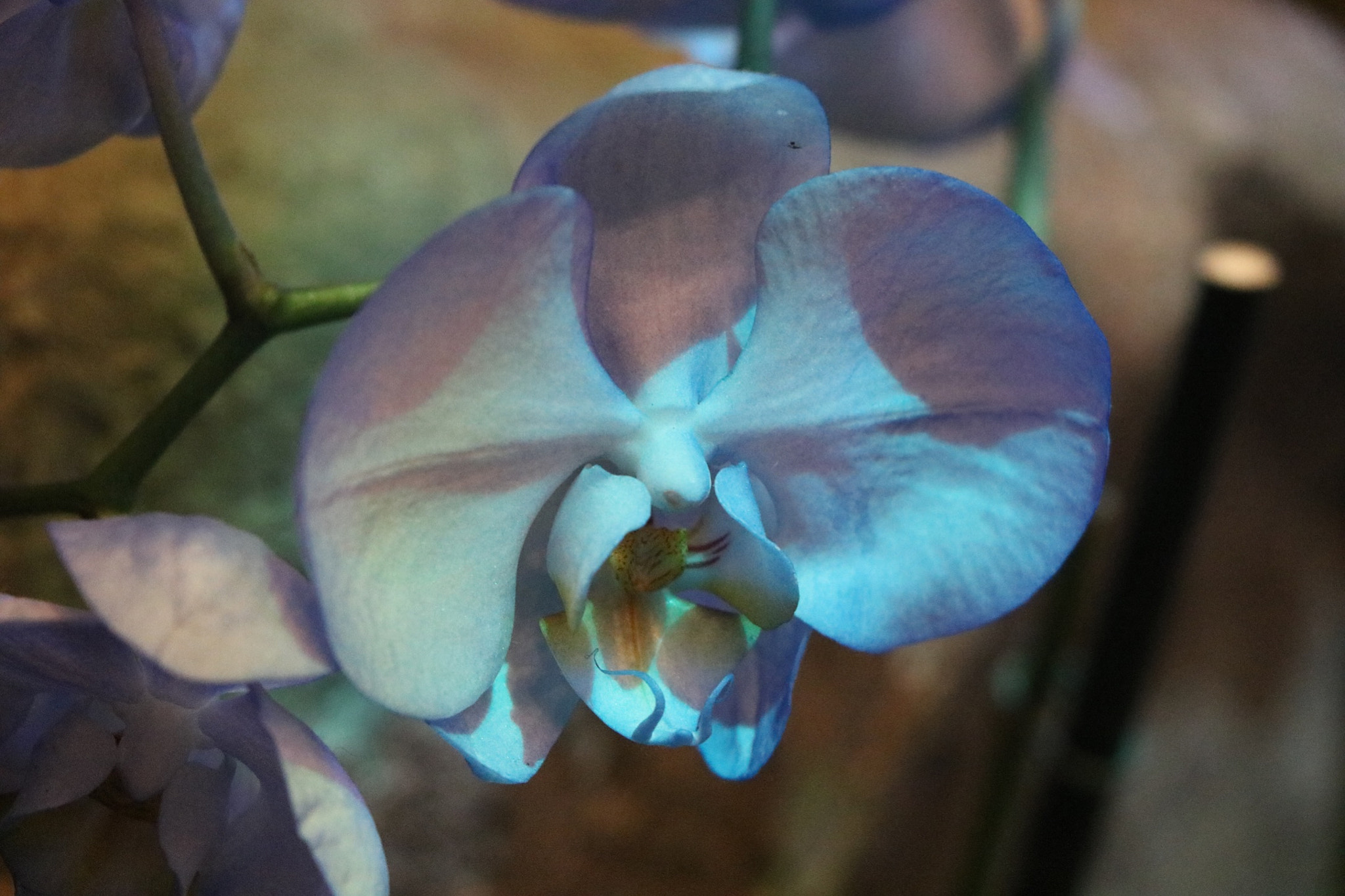 Canon EF-S 18-135mm F3.5-5.6 IS STM sample photo. Orchid photography