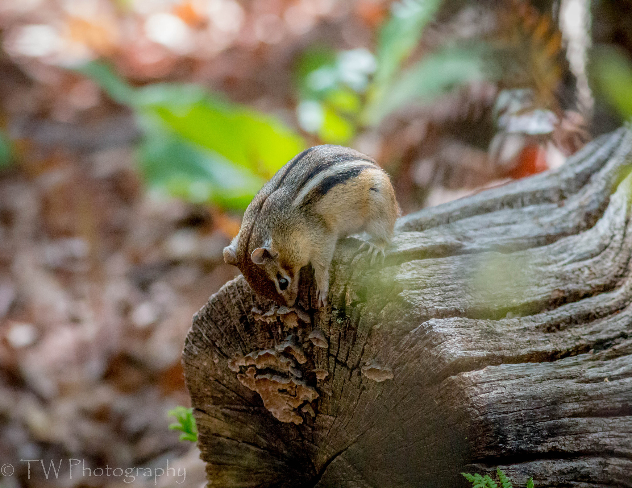 Canon EOS 70D + Canon EF 400mm F5.6L USM sample photo. Is this edible? photography