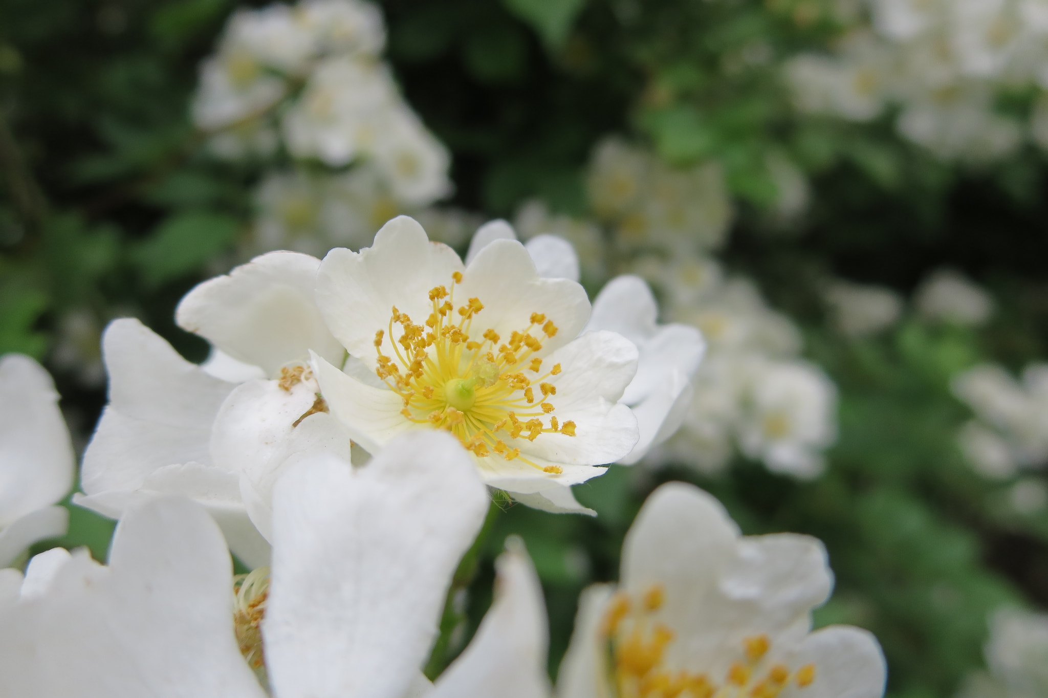 Canon PowerShot ELPH 330 HS (IXUS 255 HS / IXY 610F) sample photo. Flowers photography