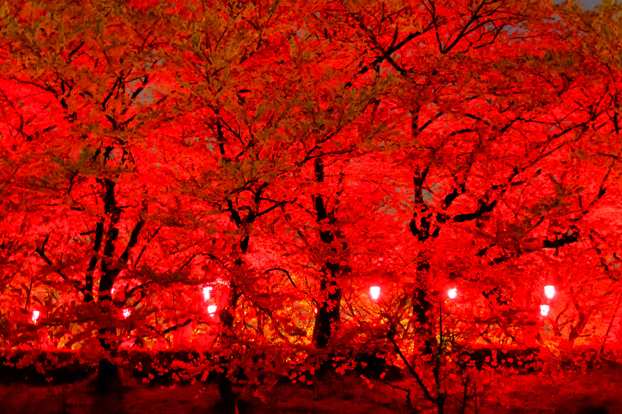 Olympus OM-D E-M5 sample photo. Sakura with red light photography