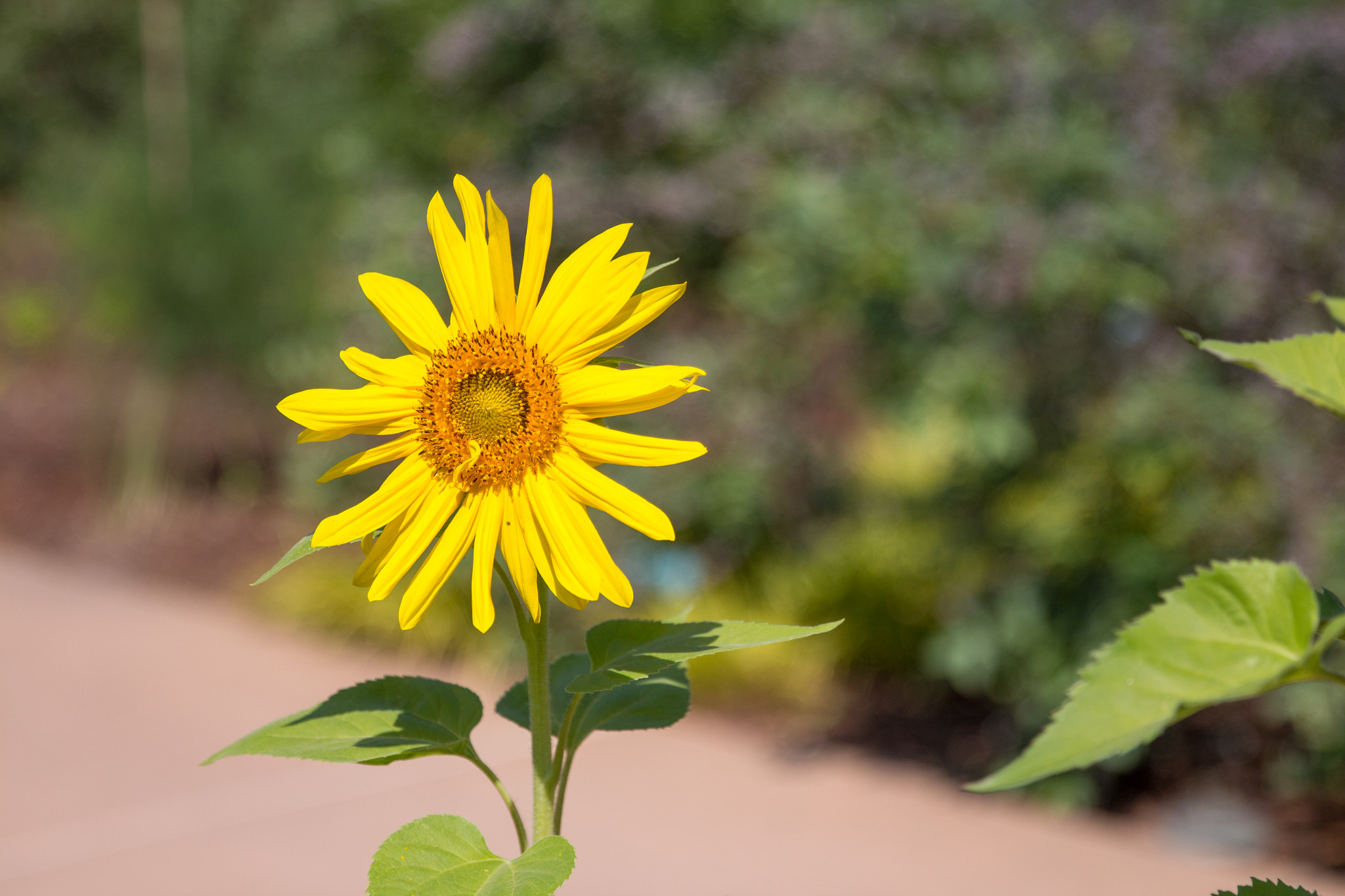 Canon EOS 650D (EOS Rebel T4i / EOS Kiss X6i) sample photo. Sunflower photography