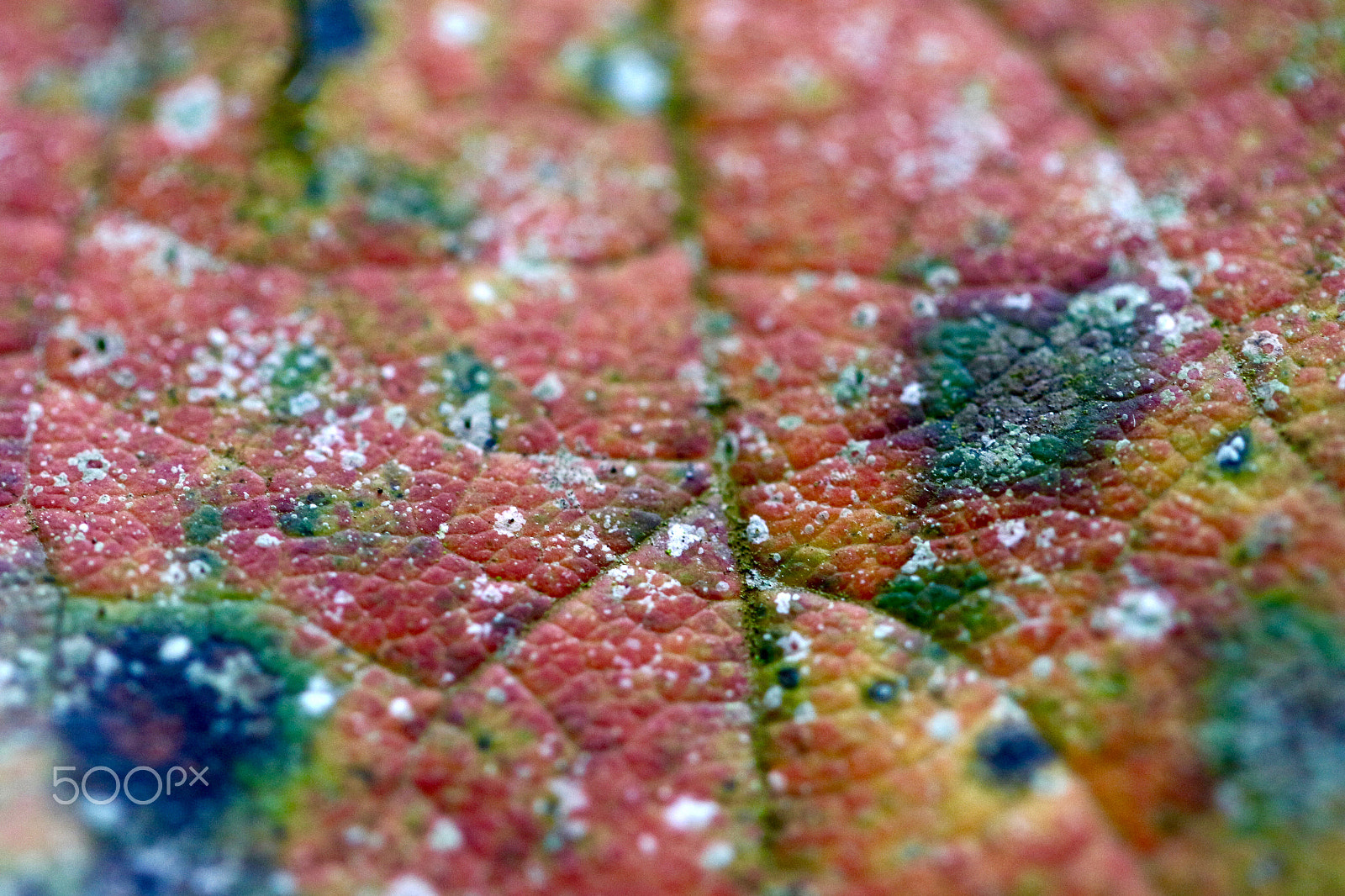 Canon EF 100mm F2.8L Macro IS USM sample photo. Autumn leaf.. photography