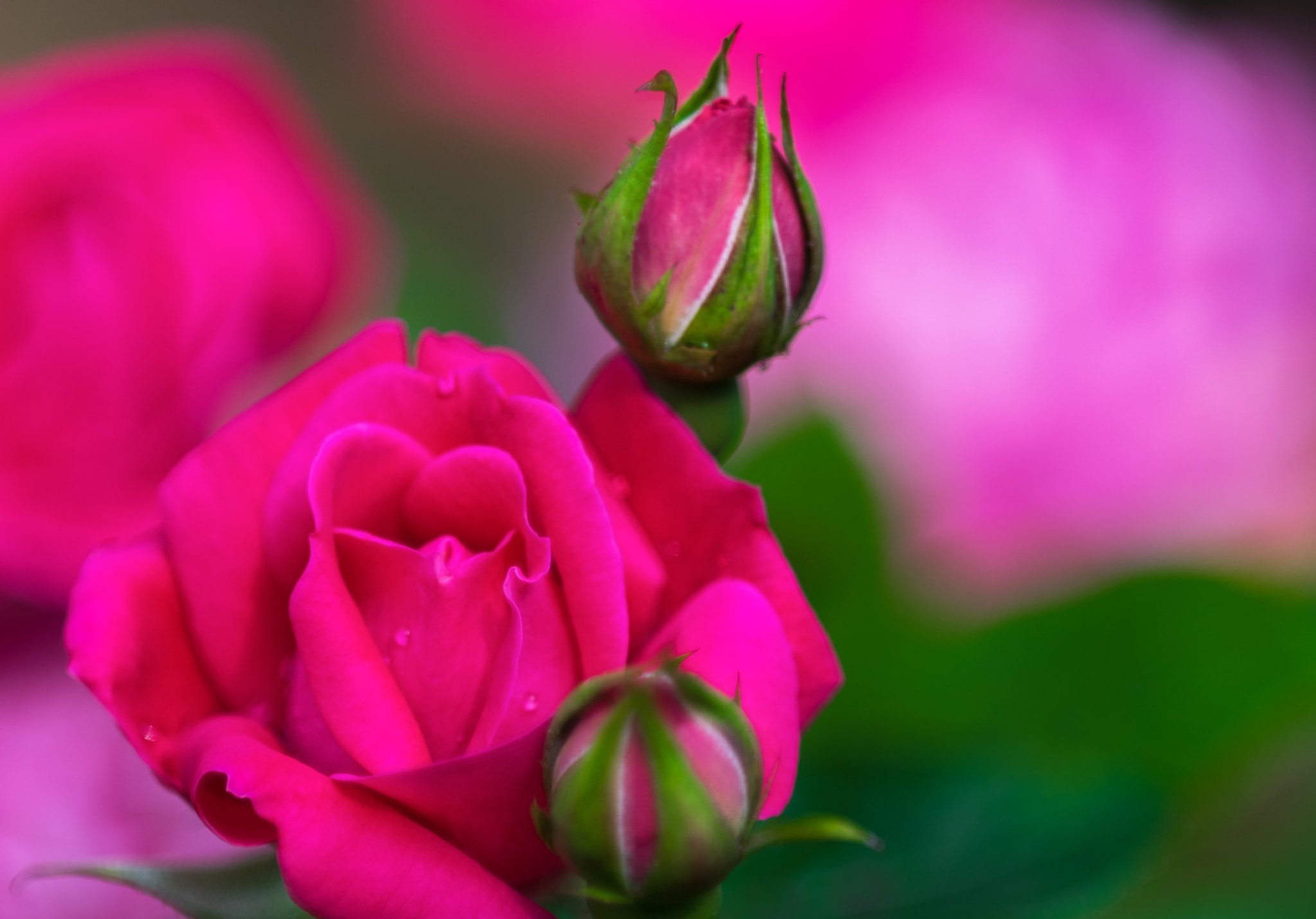 Nikon D810 + Nikon AF Micro-Nikkor 200mm F4D ED-IF sample photo. Garden rose photography