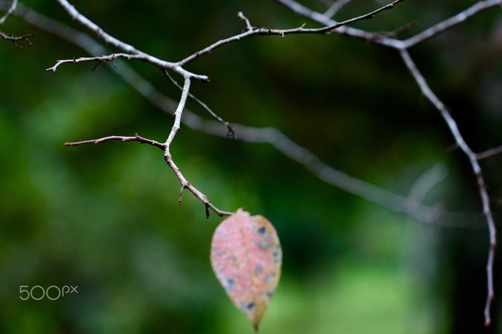 Canon EF 100mm F2.8L Macro IS USM sample photo. The last leaf... photography