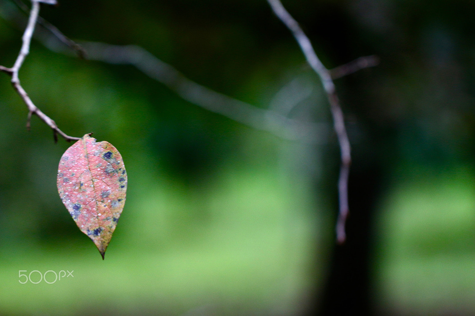 Canon EF 100mm F2.8L Macro IS USM sample photo. The last one... photography