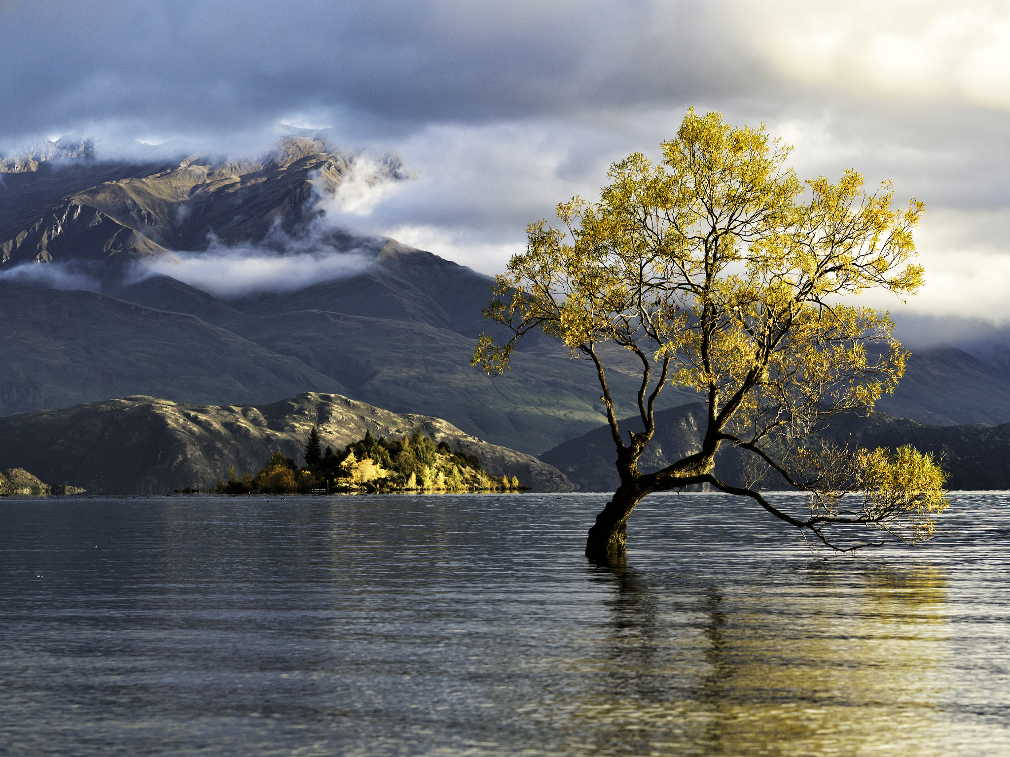 Olympus OM-D E-M5 II + Olympus M.Zuiko Digital ED 75mm F1.8 sample photo. That wanaka tree photography