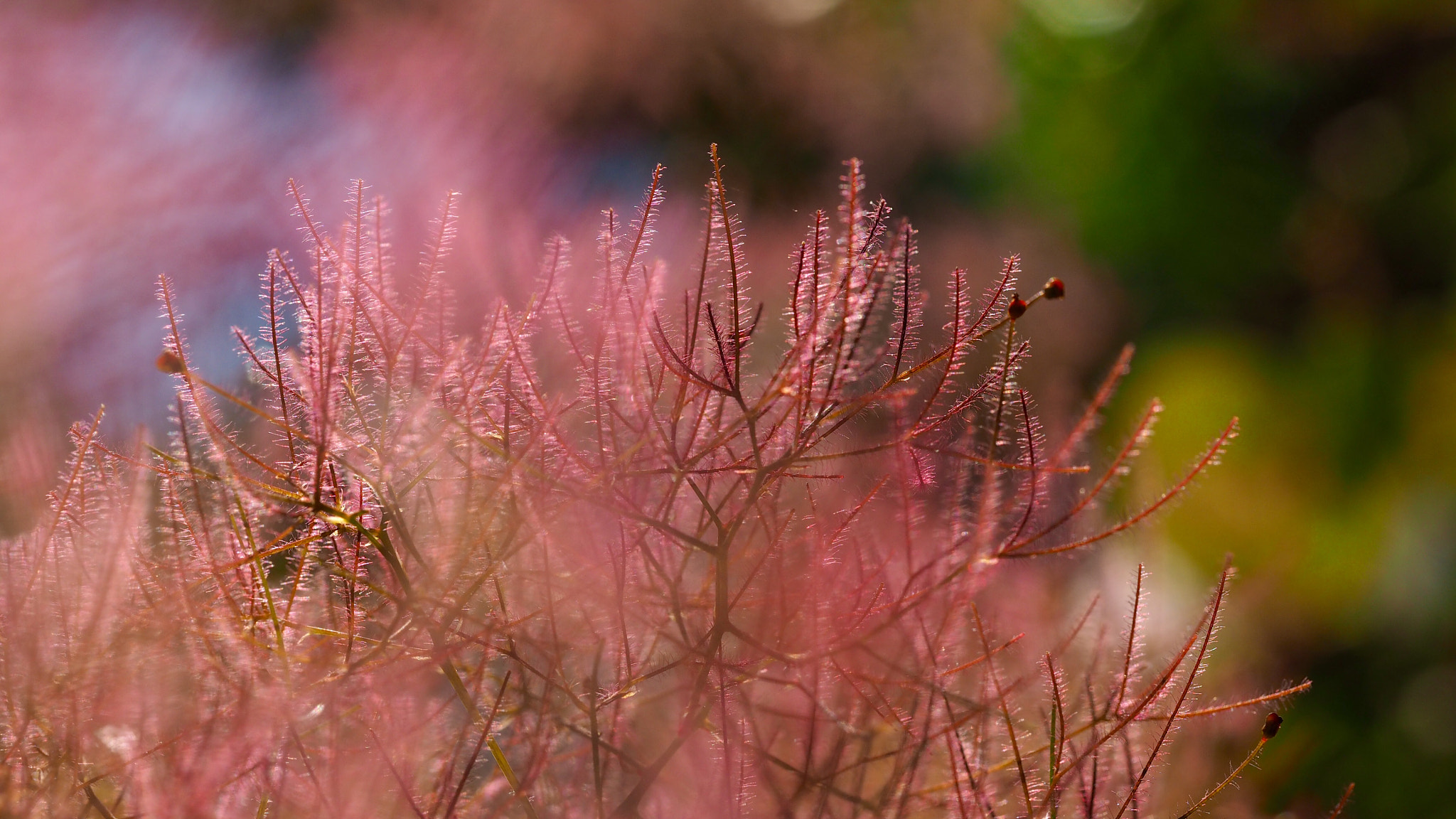Olympus PEN E-PL7 sample photo. Smoke tree photography