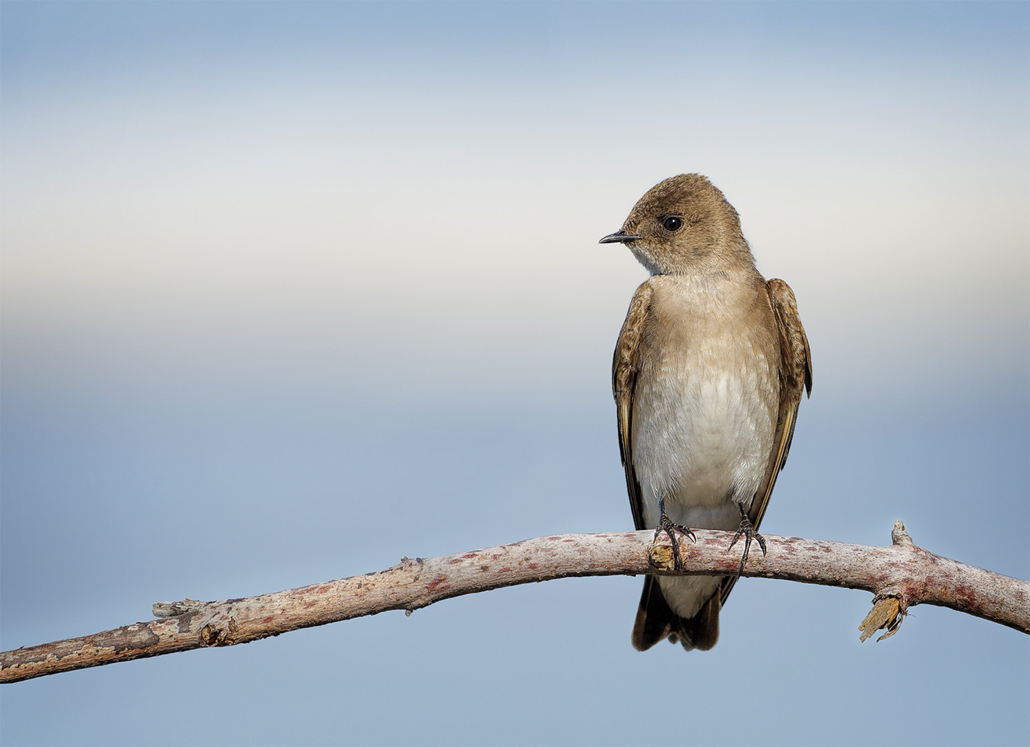 Nikon AF-S Nikkor 200-500mm F5.6E ED VR sample photo. Swallow perch photography