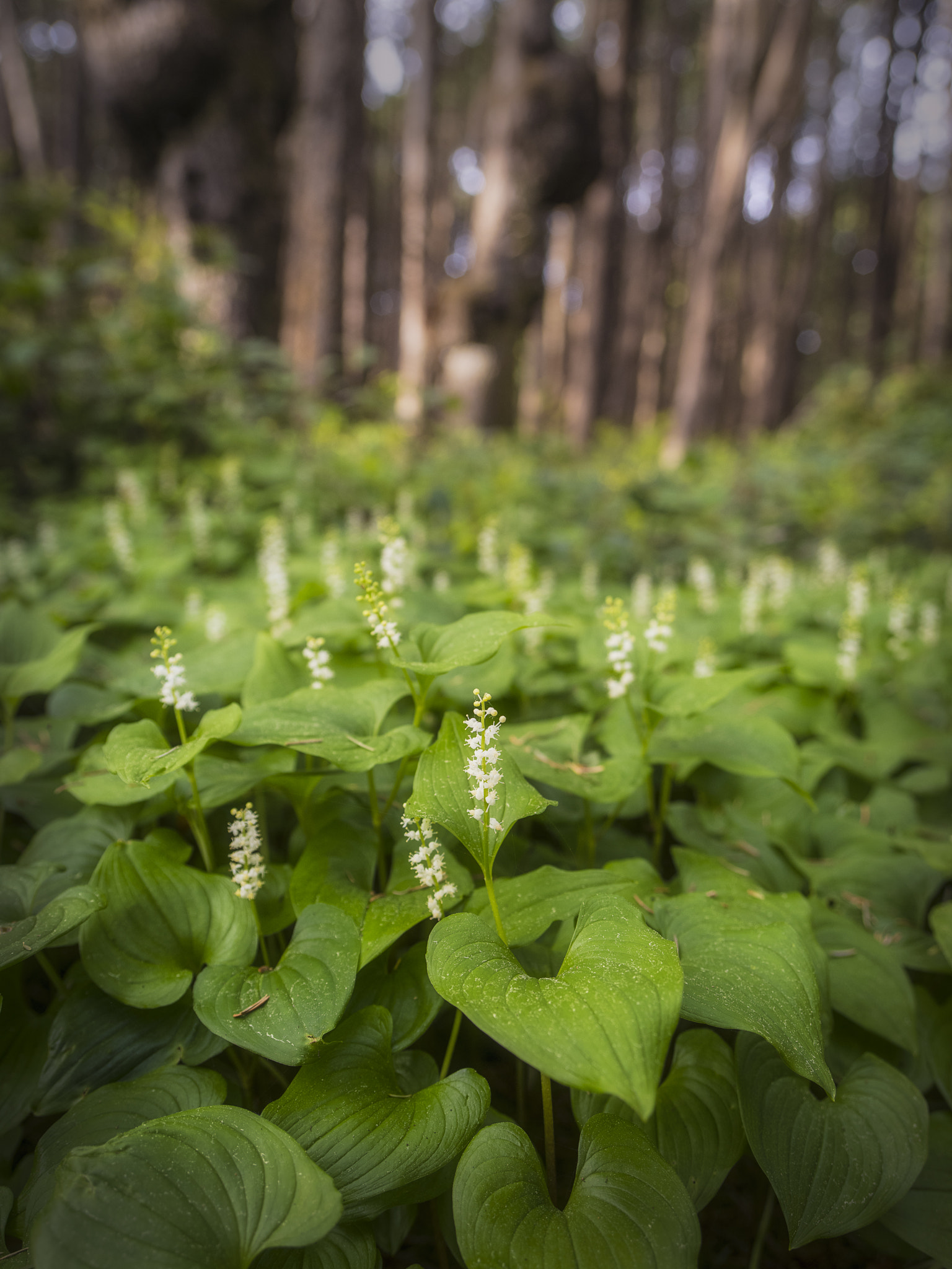 Pentax 645Z sample photo. Coastal flowers photography