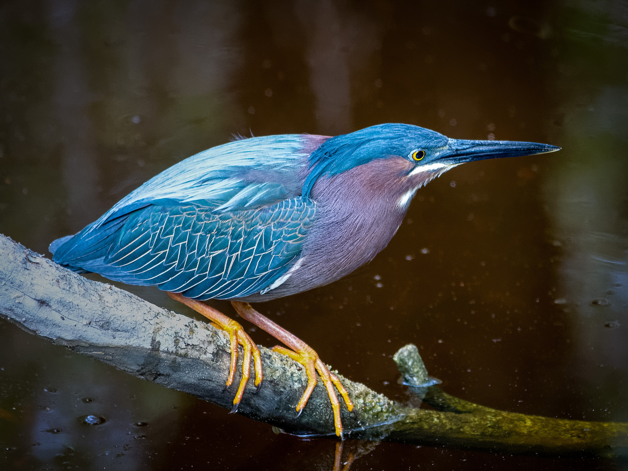 Nikon AF-S Nikkor 70-200mm F4G ED VR sample photo. Greenheron photography