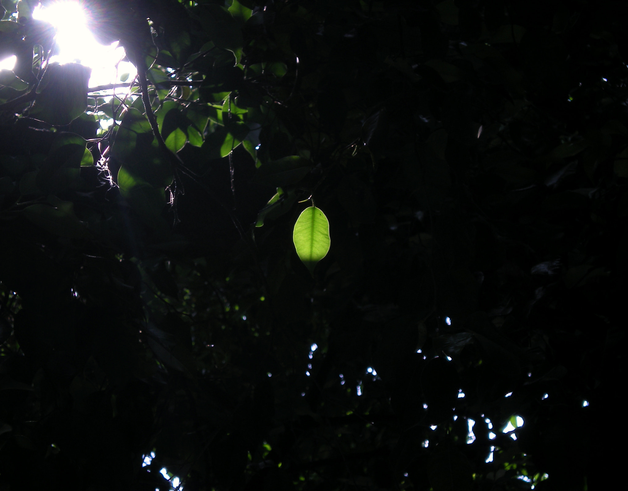 Nikon Coolpix S210 sample photo. S p e c t r e photography