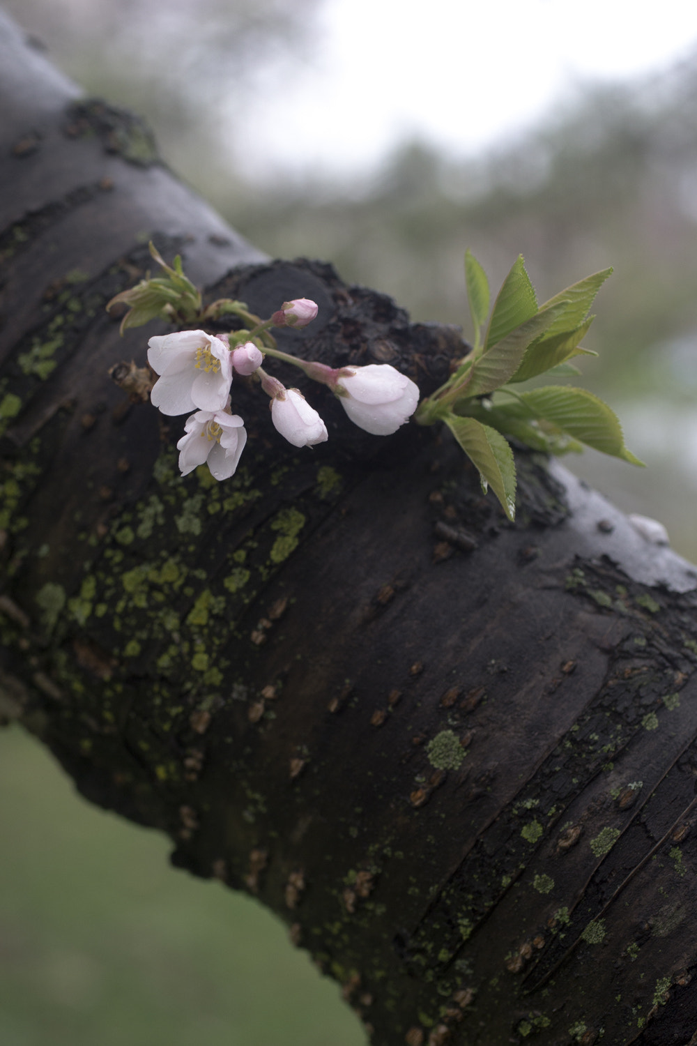 Sony a6000 + Canon EF 50mm F2.5 Macro sample photo. The daily percyscope 034 photography