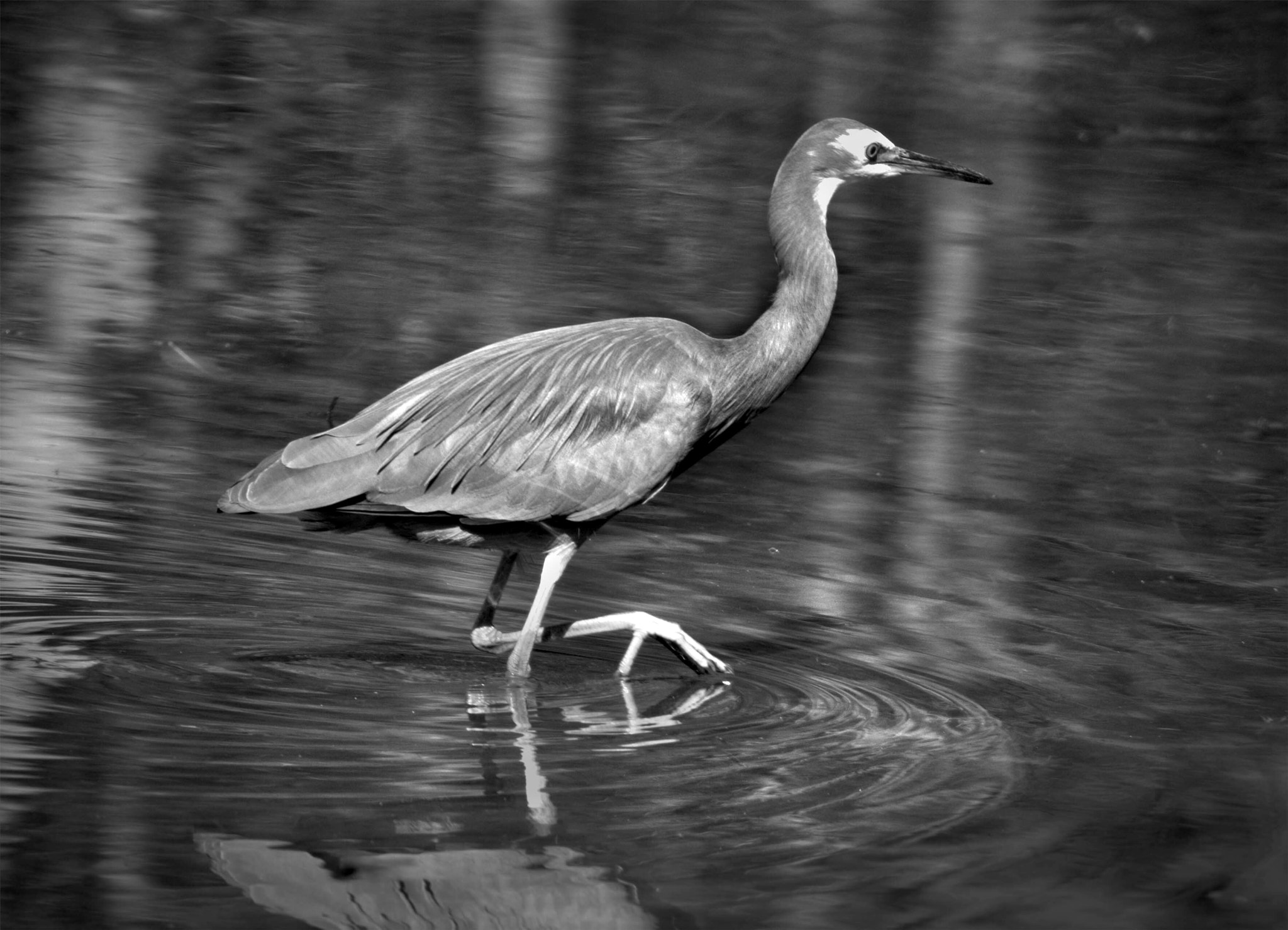 Fujifilm XF 100-400mm F4.5-5.6 R LM OIS WR sample photo. Migrant photography