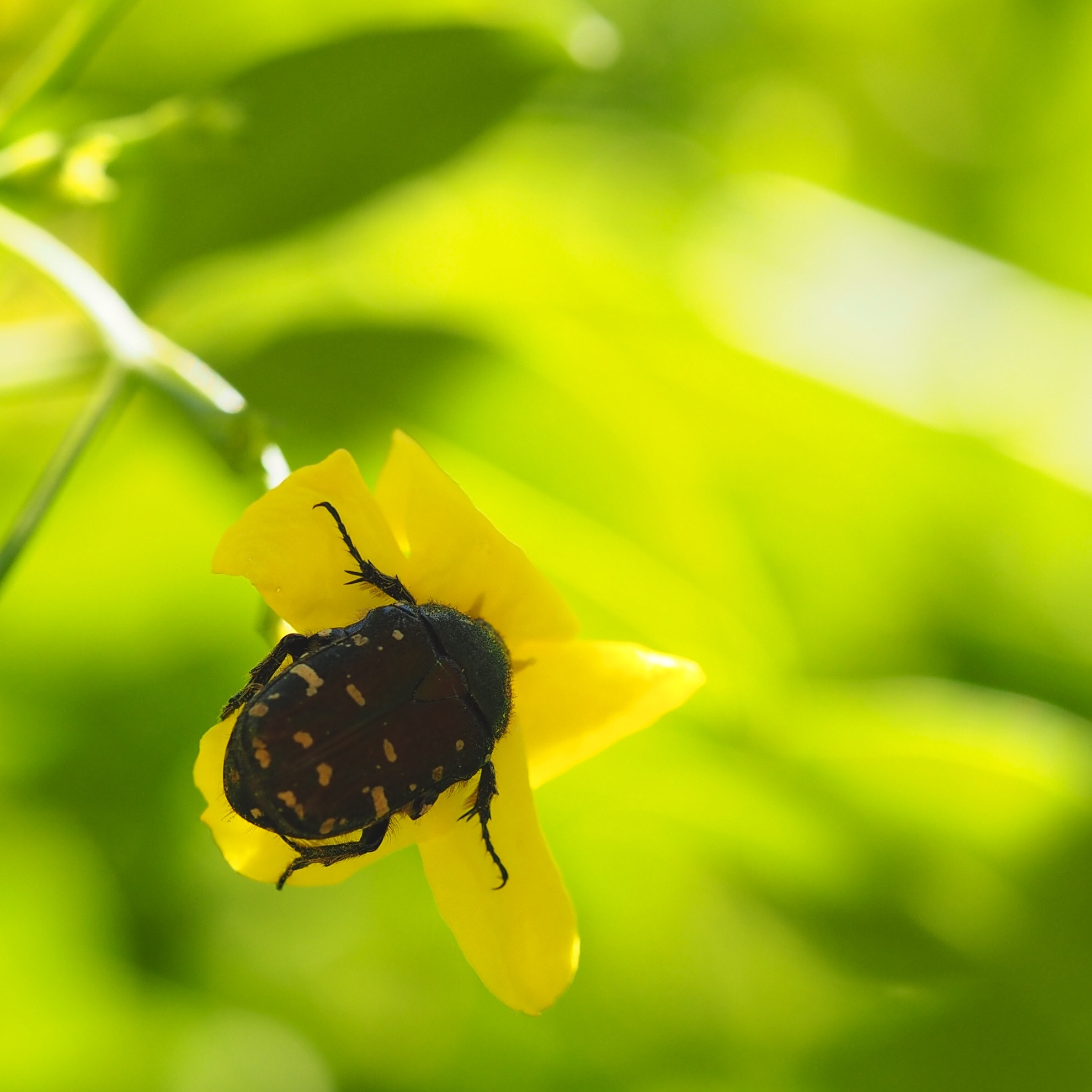 Olympus PEN E-PL7 sample photo. Flower beetle photography