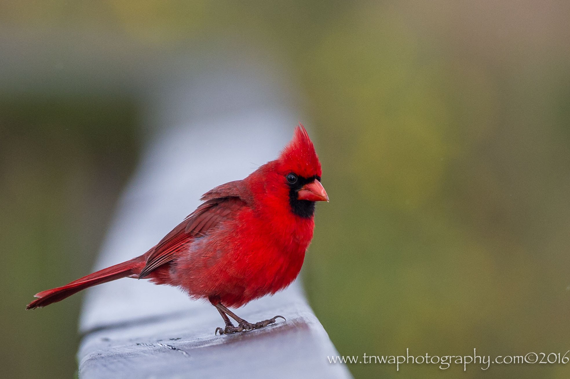 Nikon D3S sample photo. Mr. red photography