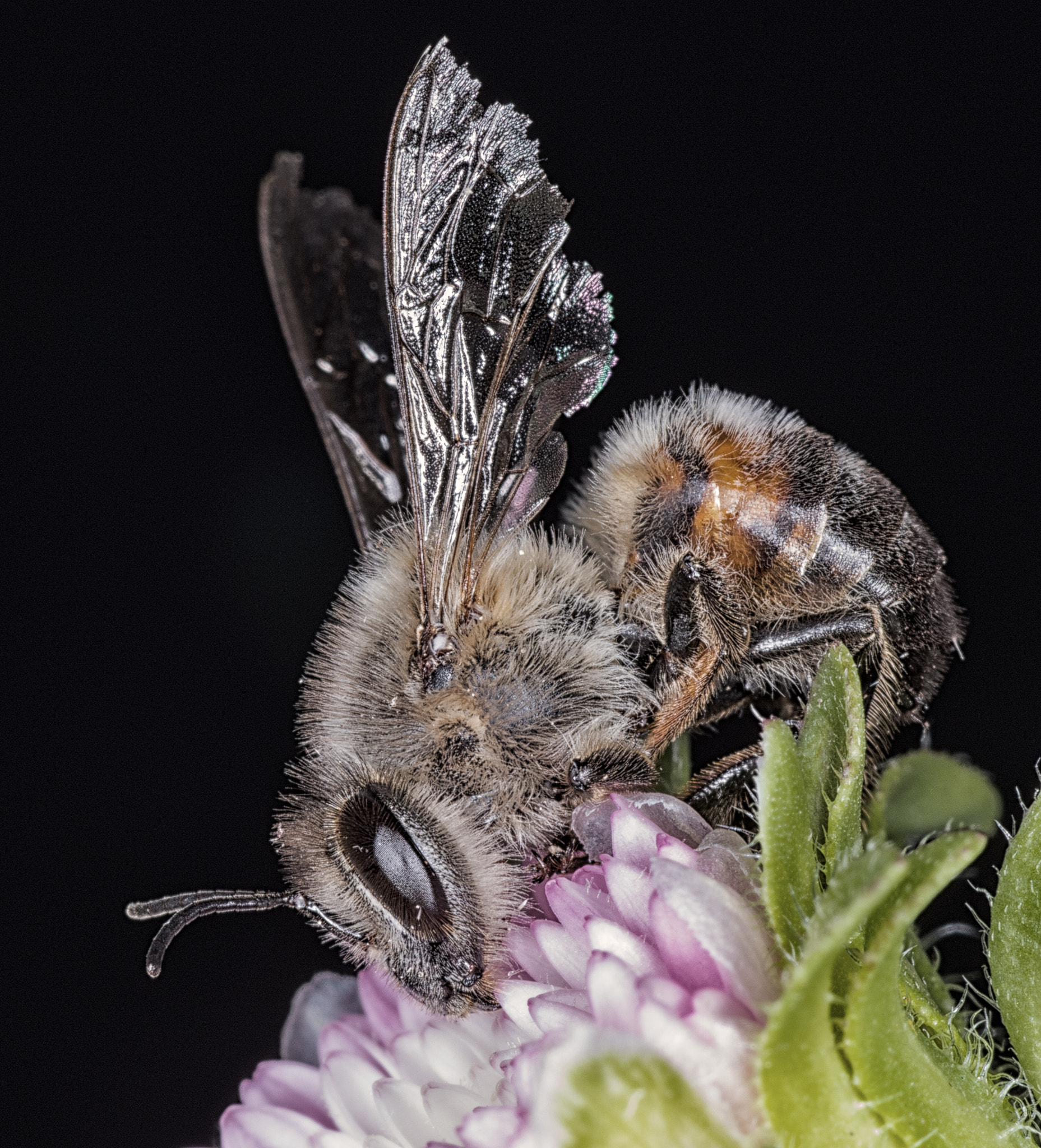 Canon EOS 7D Mark II + Tamron SP AF 90mm F2.8 Di Macro sample photo. Another bee photography