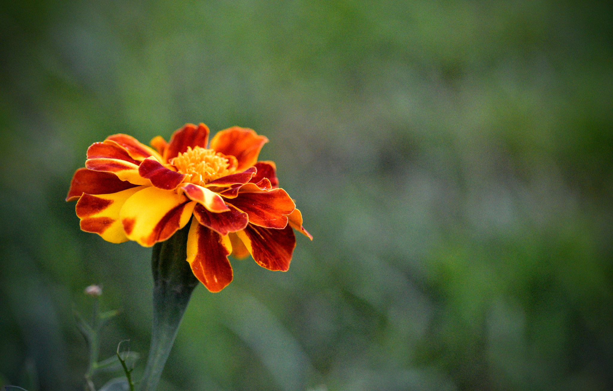 Sigma 150mm F2.8 EX DG OS Macro HSM sample photo. Orange flower photography