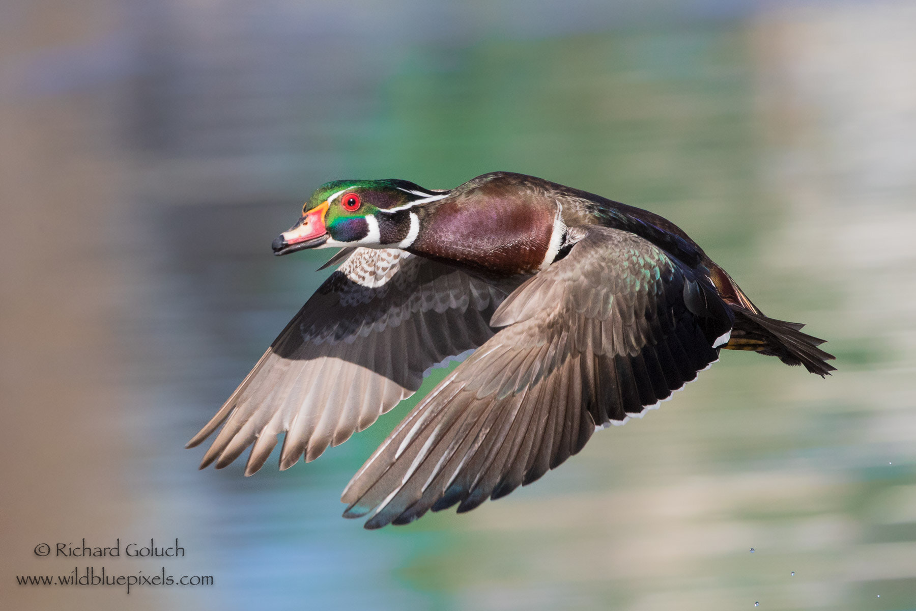 Canon EF 300mm F2.8L IS II USM sample photo. Woody in flight photography
