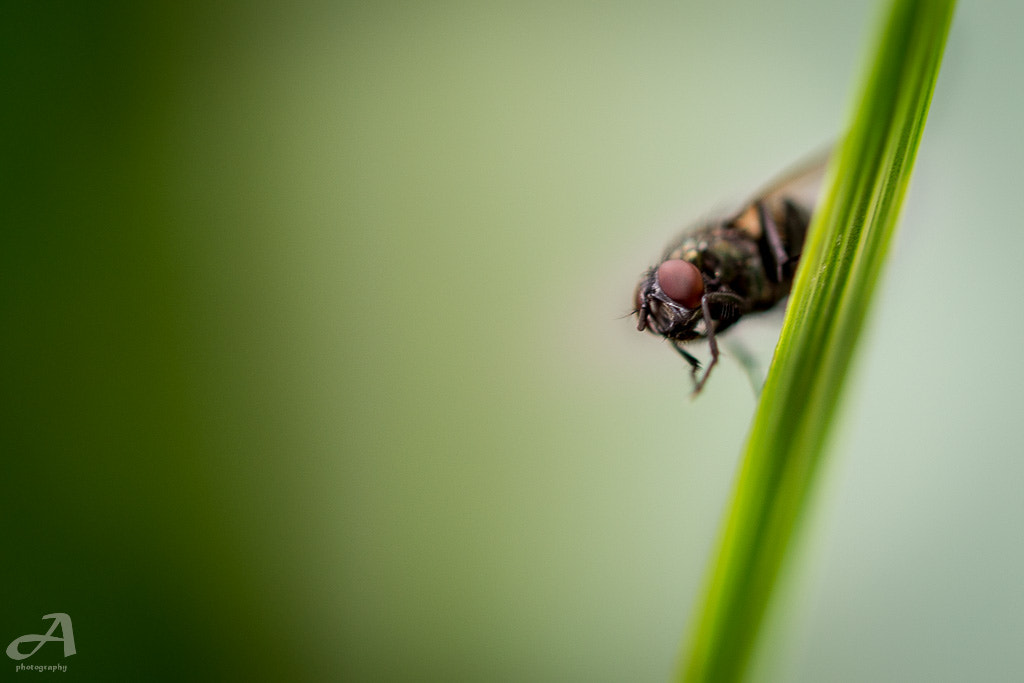 Nikon D3100 + Nikon AF-S Micro-Nikkor 60mm F2.8G ED sample photo. A relaxing fly. photography