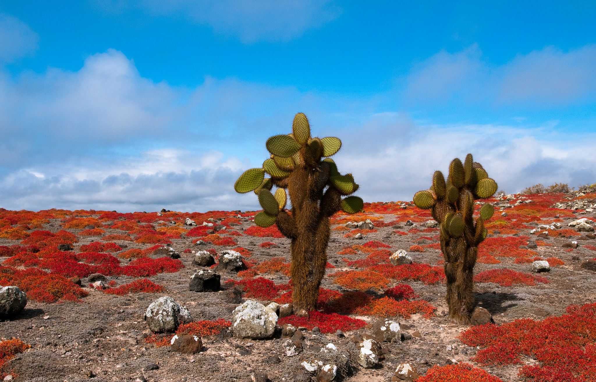 Nikon AF-S Nikkor 17-35mm F2.8D ED-IF sample photo. Cactus in galaspogos photography