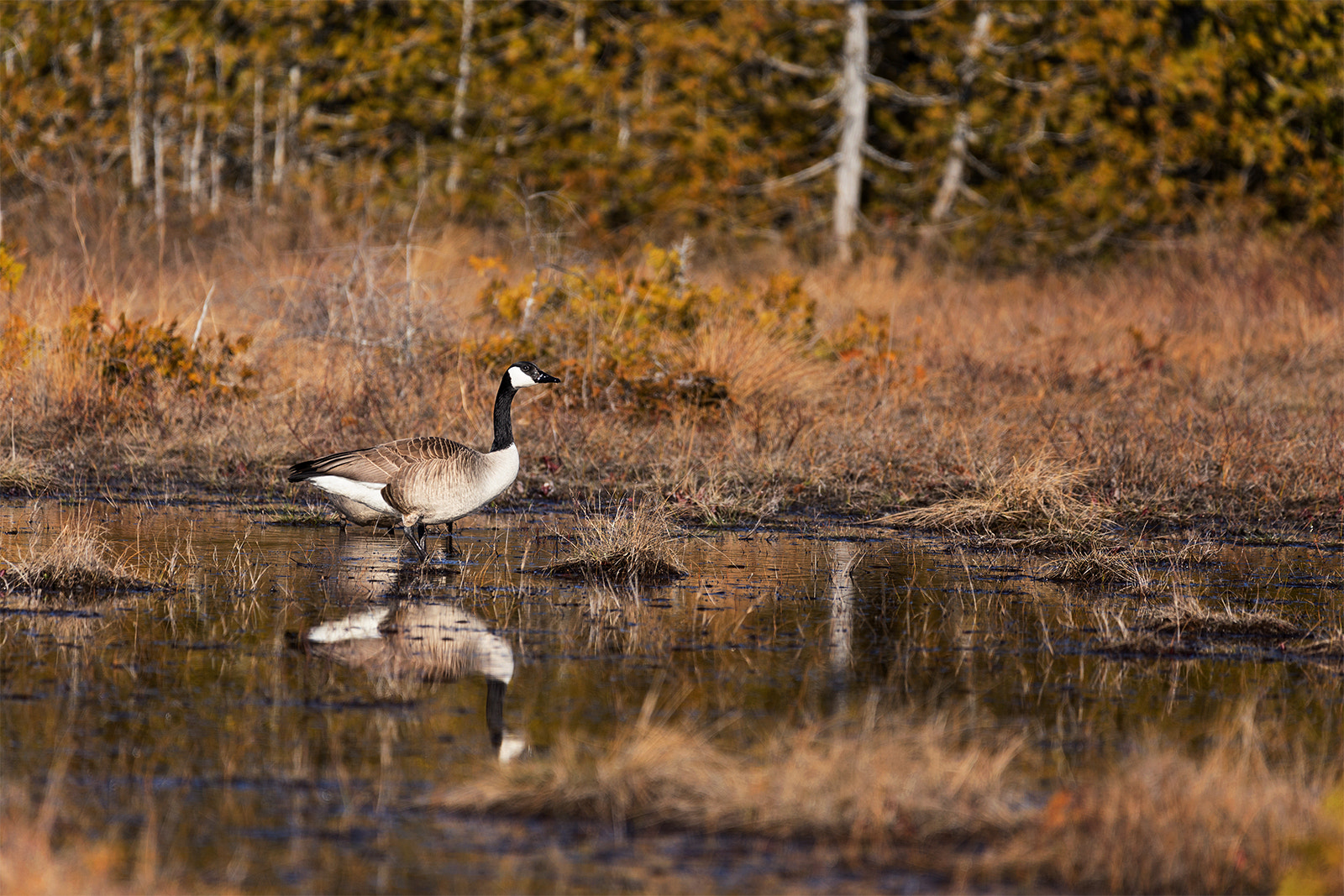 Sigma 150-600mm F5-6.3 DG OS HSM | C sample photo. Canada goose photography