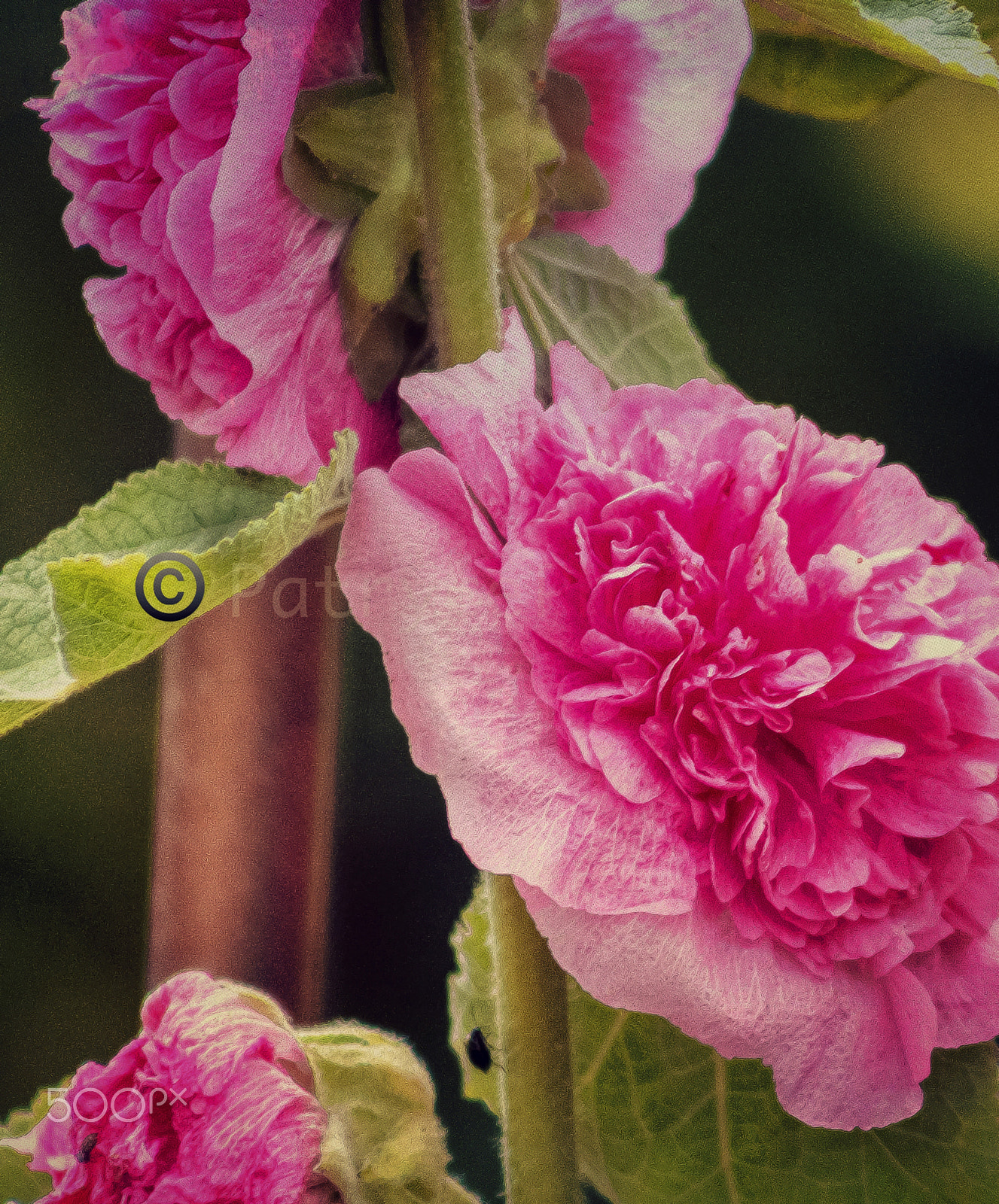 Canon EF 75-300mm f/4-5.6 USM sample photo. Oh i've been running all my life i ran away from the good i've been waiting all my life you're... photography