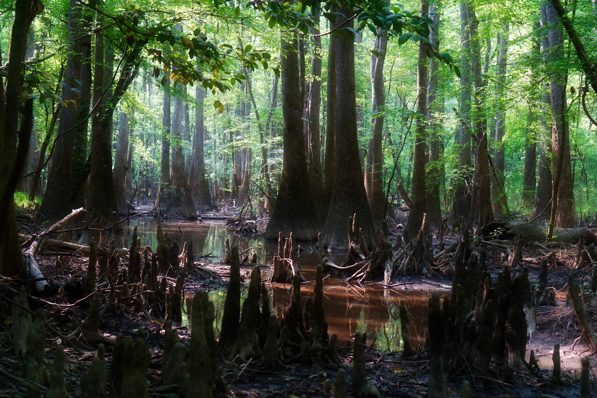 Sony a5100 + Sony E 35mm F1.8 OSS sample photo. Congaree photography