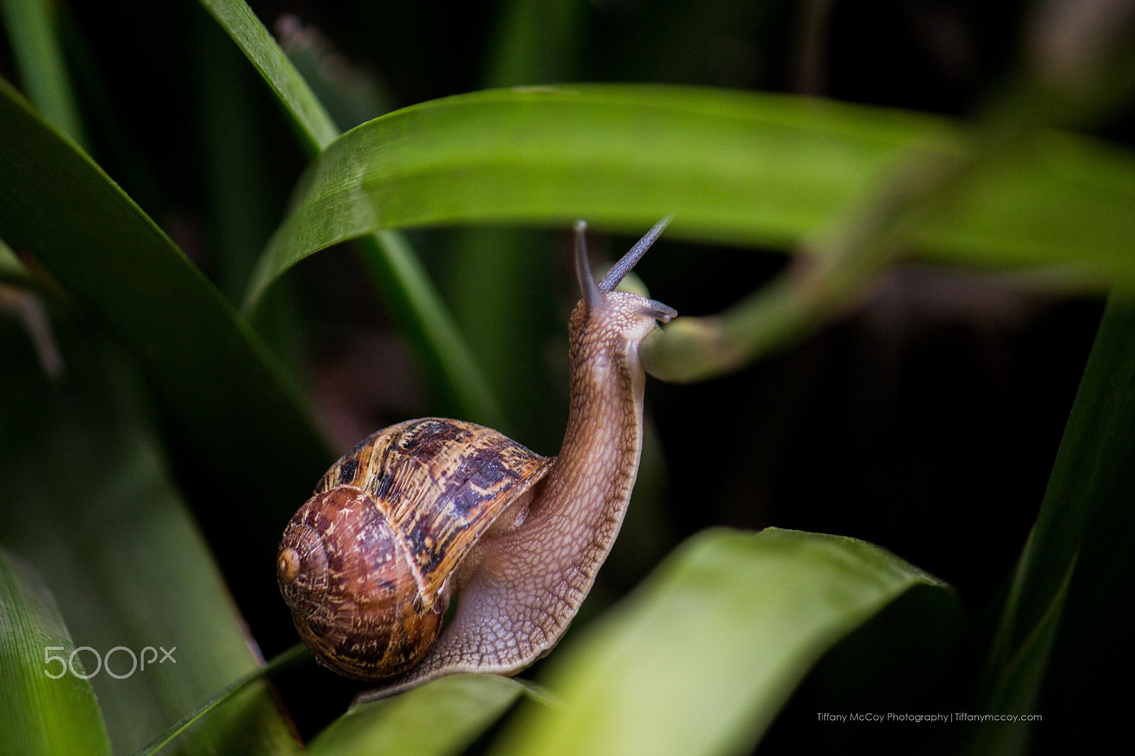 Canon EOS 650D (EOS Rebel T4i / EOS Kiss X6i) + Canon EF-S 55-250mm F4-5.6 IS sample photo. Snail on discovery photography