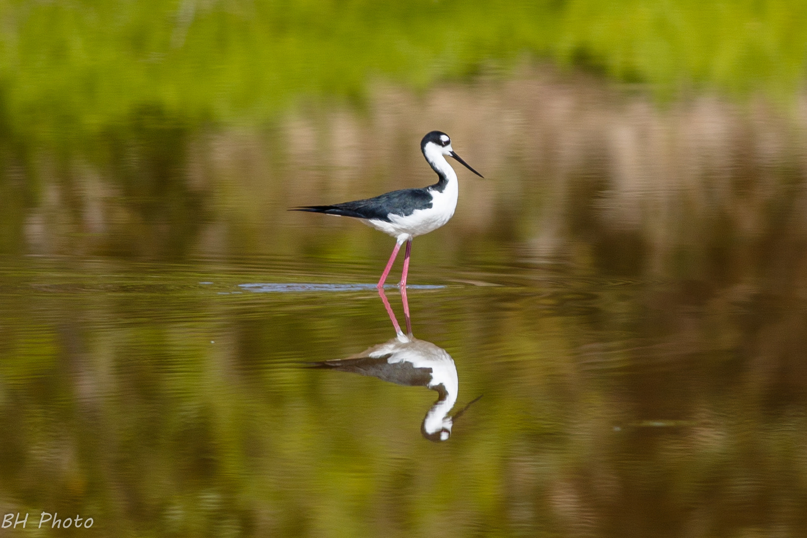 Canon EOS 6D + Canon EF 400mm F5.6L USM sample photo. Everglades np photography