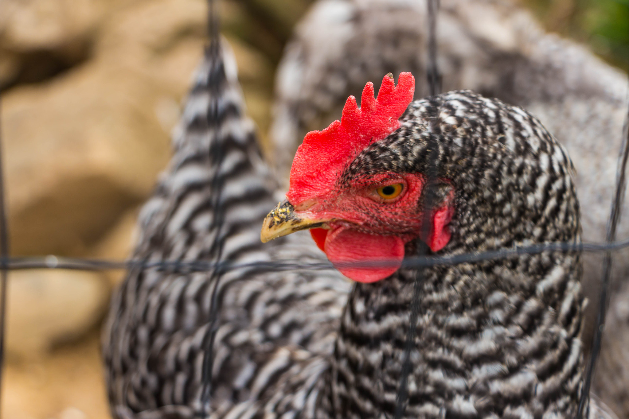 Canon EF-S 18-135mm F3.5-5.6 IS STM sample photo. Rooster photography