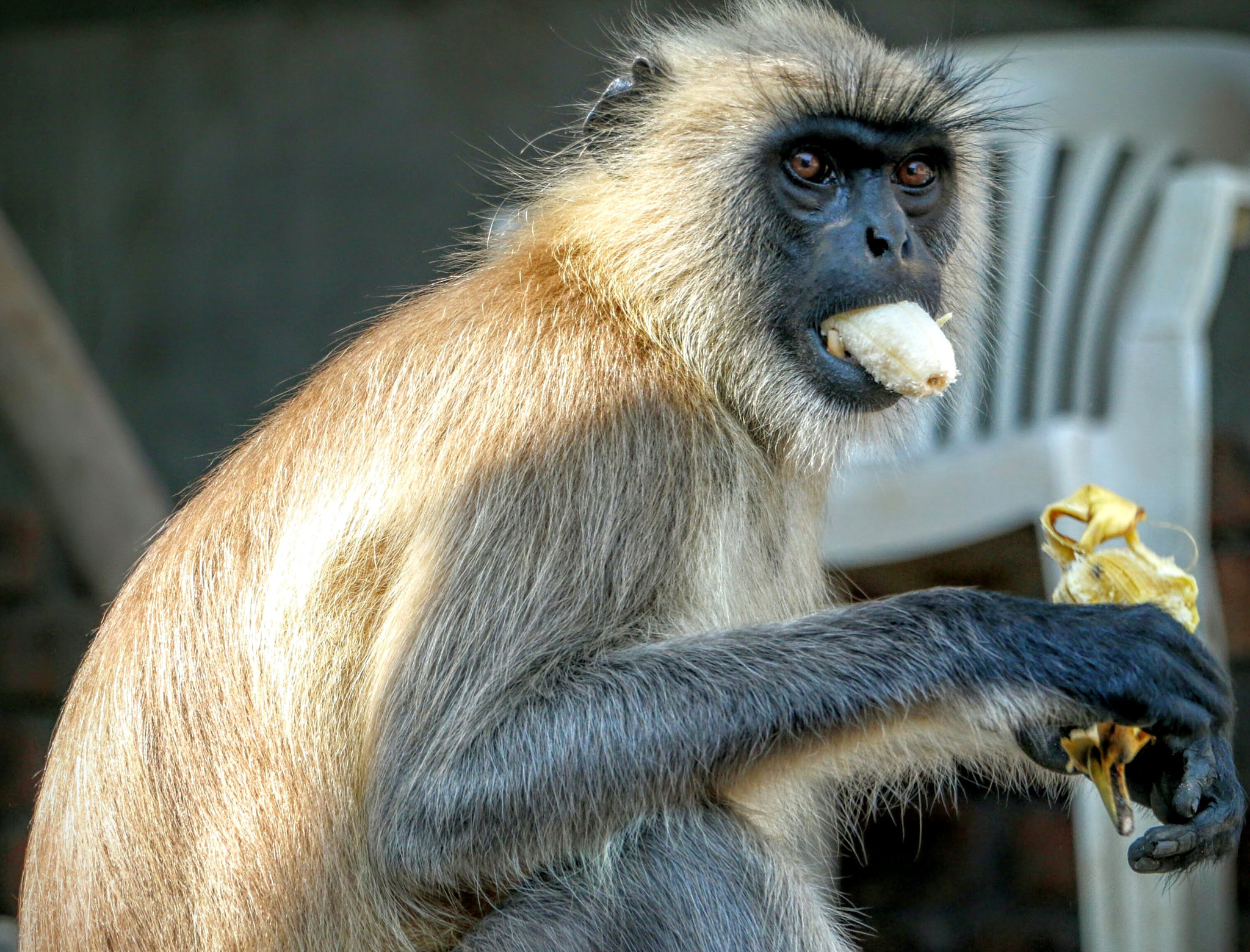 mm f/3.5-5.6 IS STM sample photo. Indian langur photography