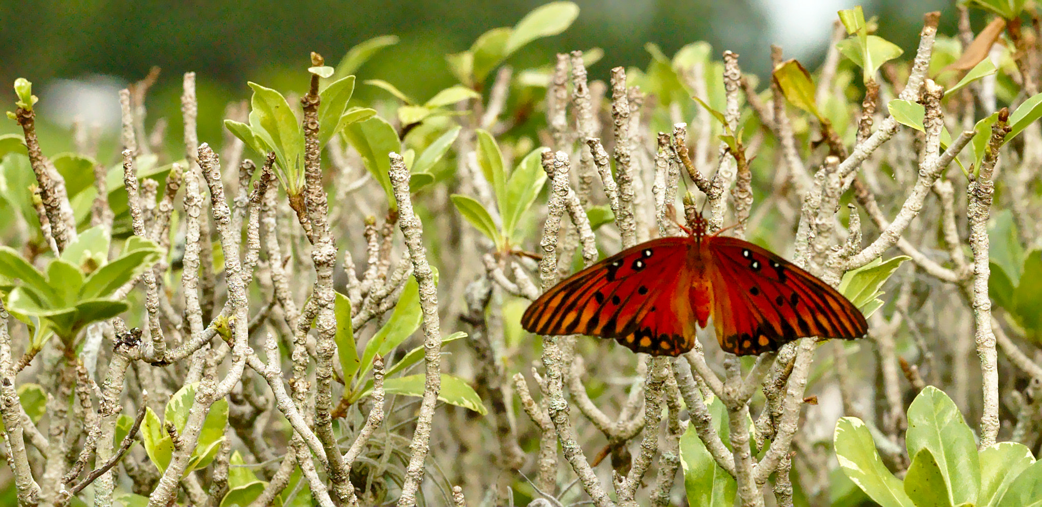 ZEISS Otus 85mm F1.4 sample photo. Passion butterfly / gulf fritillary photography