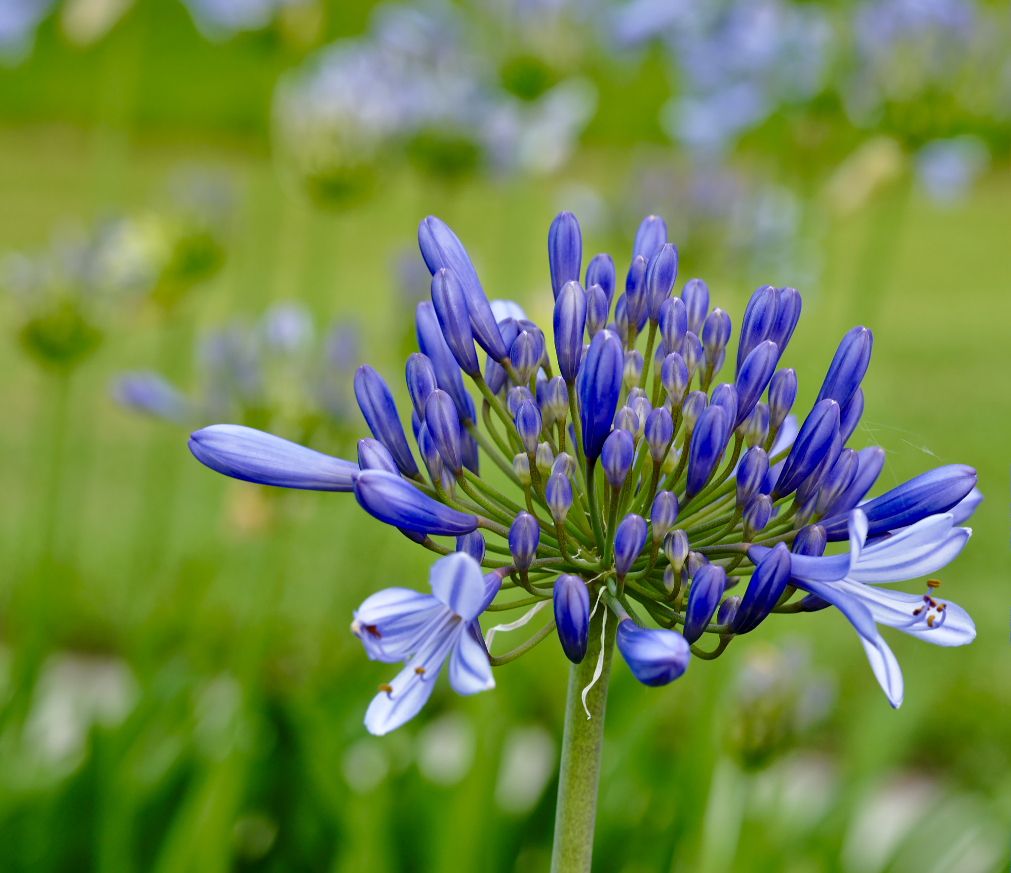 ZEISS Otus 85mm F1.4 sample photo. Lily of the nile i photography